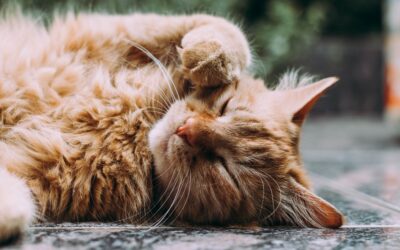Enhancing Your Home to Support the Needs of Your Cat with Arthritis