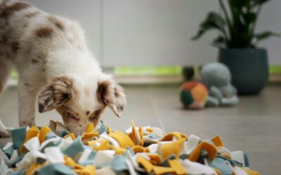 Pet-Proof Your Home: A Guide to Common Household Toxins for Pets